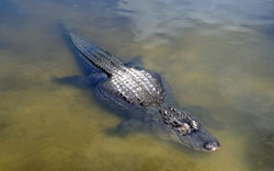 Chinese Alligator