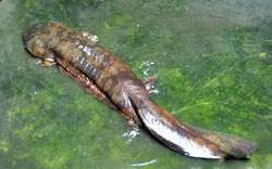 Chinese Giant Salamander