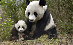 Giant Panda