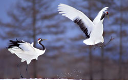 The Siberian Crane