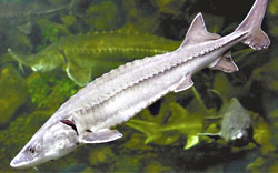 Chinese Paddlefish