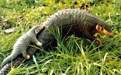 The Pangolin