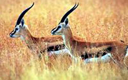 Tibetan Antelope